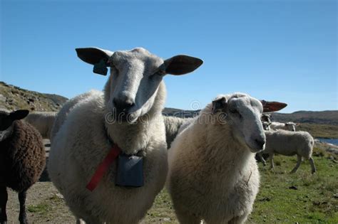 Herd Of Sheep On Green Pasture In The Countryside. Green Fields In The Mountains With Grazing ...