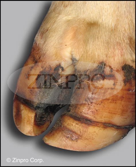 Dairy Claw Lesion Identification | Cow Hoof Problems | Zinpro | Cow ...