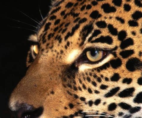 Leopard Eyes Wallpaper - Download to your mobile from PHONEKY