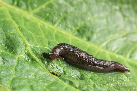 Common Garden Slug Photograph by Ezume Images - Pixels