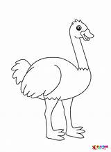 40  Emu Coloring Pages Free Printable PDF JPG PNG & Online sketch template