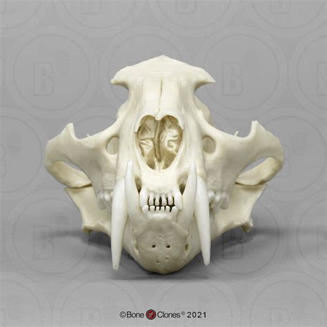 Clouded Leopard Skull, Male - Bone Clones - Osteological Reproductions