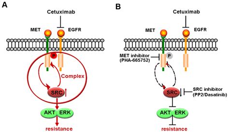 IJMS | Free Full-Text | Cetuximab-Induced MET Activation Acts as a ...