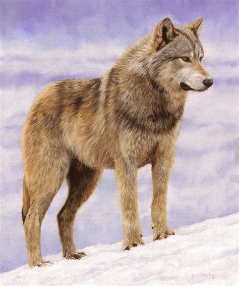 Grey Wolf Painting by David Stribbling