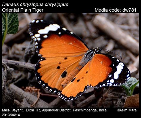 Danaus chrysippus | Butterfly