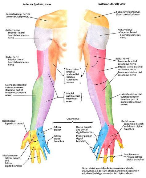 Chiropractor Arm Pain Chart Axillary Nerve, Ulnar Nerve, Peripheral ...