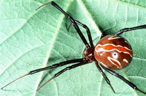 Common Spiders — Texas Insect Identification Tools