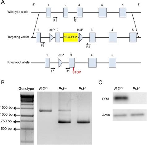 Figure 2 from Role of Proteinase 3 in bone marrow hematopoiesis and neutrophil function ...