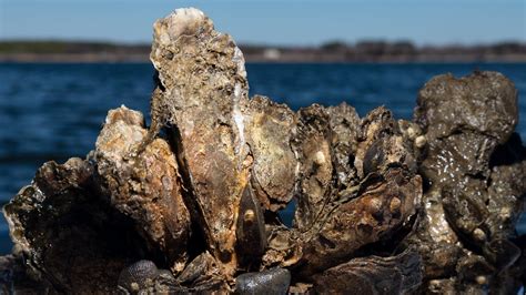 Oyster Reef Shapes Create Safe Havens for Their Young — Biological Strategy — AskNature