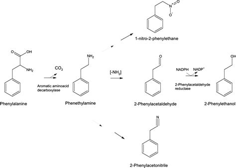 Tomato aromatic amino acid decarboxylases participate in synthesis of the flavor volatiles 2 ...