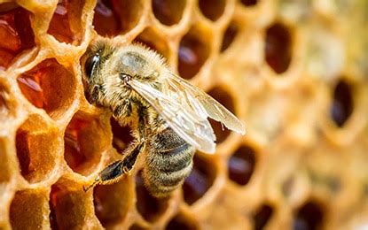 How do Honey Bees Build Their Hives? - Honey Bees Roofing & Solar