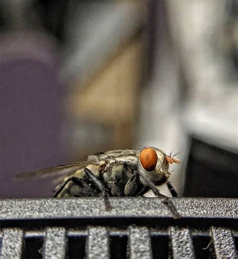 Are Flies Bad Omen? And Dead Flies in the House? 7 Meanings