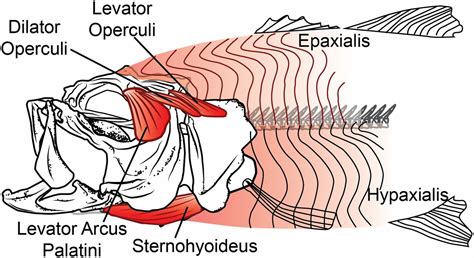 Swimming muscles power suction feeding in largemouth bass | PNAS