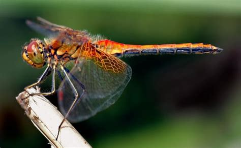 Do Plants Attract Dragonflies to Your Garden?