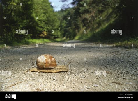 Edible snail (helix pomatia), way Stock Photo - Alamy