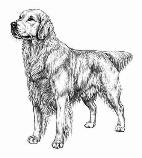 Dog Coloring Pages Realistic