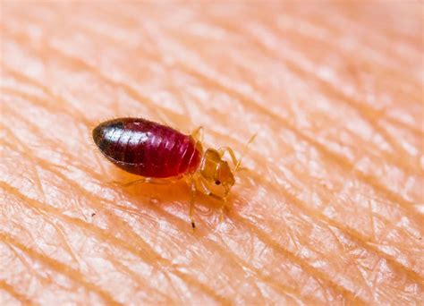 Baby bed bugs: everything you need to know - Budget Brothers Termite ...