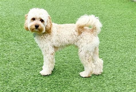 Top Cavachon Haircuts (With Pictures) & DIY Grooming Tips – HairstyleCamp