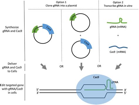 Crispr Cas9 Plasmid Design Sell Cheap | deborahsilvermusic.com