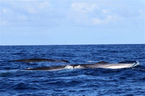 Is the Fin Whale endangered? | Scientific Approach