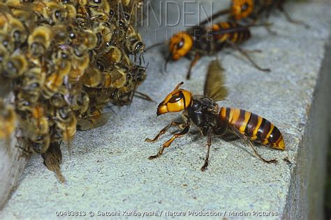 Minden Pictures stock photos - Asian Giant Hornet (Vespa mandarinia) pair approaching Honey Bee ...