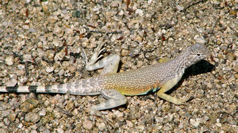 wildlife at joshua tree national park Joshua Tree National Park, National Parks, Lizard ...