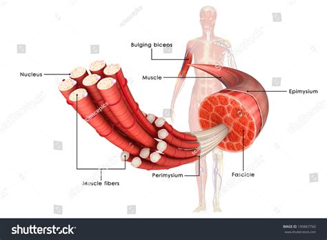 Muscle Anatomy Stock Photo 199867760 : Shutterstock