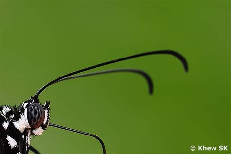 Butterflies of Singapore: The Butterfly Antennae