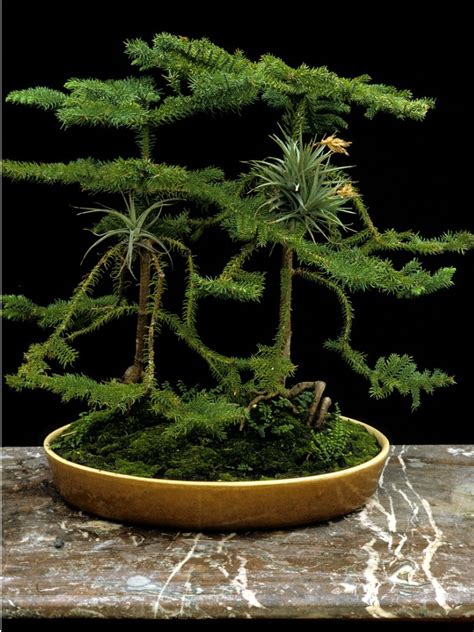 Outdoor Plants YouGarden Monkey Puzzle Tree 20-25cm 1L Pot Plants Green Trees Garden & Outdoors ...