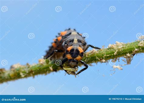 Ladybug Larva Eating Aphid Stock Photo - Image: 19879210