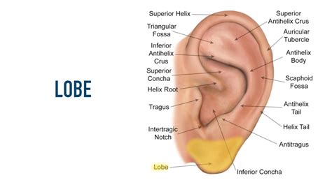 Auricular Anatomy Basics: The 7 Major Areas of the Ear