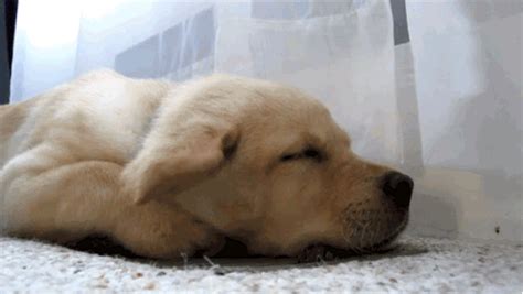 21 Gifs Of Snoozy Pups That'll Give You A Serious Case Of The Awws | Sleeping puppies, Puppies ...