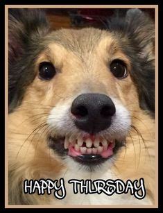 94 Happy Thursday ideas | funny animals, happy thursday, cute animals