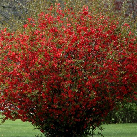 Red Flowering Quince