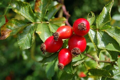 The awesome benefits of rosehip oil