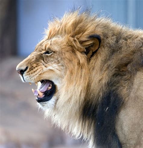 African Roaring Lion at Denver Zoo