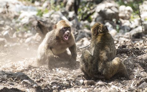 Baboon Behavior - Gavin and Yvonne's Archive - Wicca.org - The Church ...