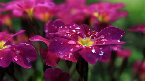 Beautiful Pink Pansies wallpaper | nature and landscape | Wallpaper Better