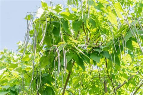 Growing Moringa Tree | How to Grow and Care for Moringa Tree