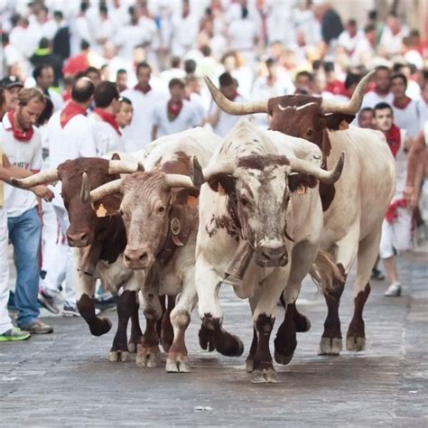 Bull-run festival returns with a bang! | Curious Times