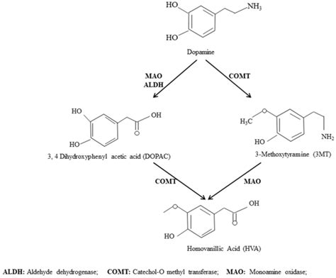 Dopamine Synthesis Pathway