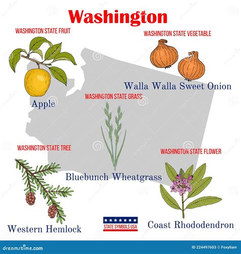 Washington. Set of USA Official State Symbols Stock Vector ...