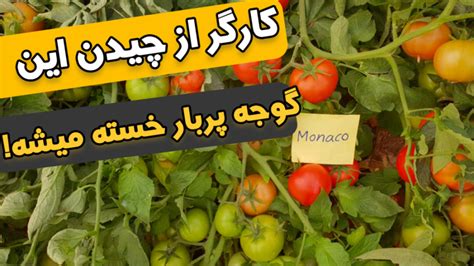 عملکرد بذر گوجه دشت مرغاب