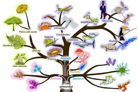 A simplified tree of life relating to Charles Darwins origin of species ...