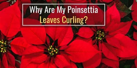 Why Are My Poinsettia Leaves Curling?