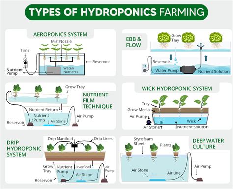 Hydroponic Farming in India - How to Start Hydroponic Cultivation?