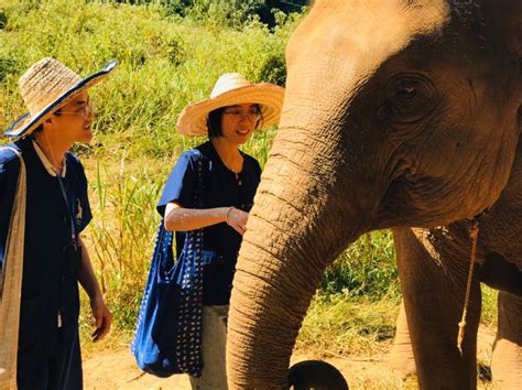 Elephant Sanctuary Park in Chiang Mai (Thailand).