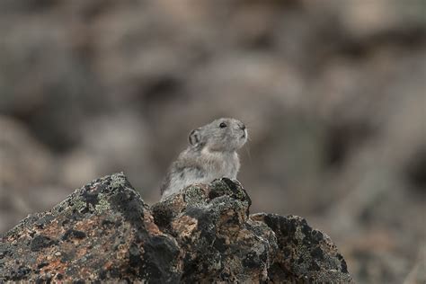 Collared Pika Facts - Animals of North America - WorldAtlas