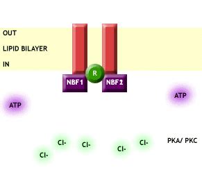 CFTR Protein Structure | UK Respiratory Gene Therapy Consortium