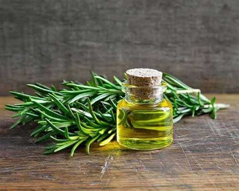 Miracle of Rosemary Oil - Uses, Health Benefits and Side effects